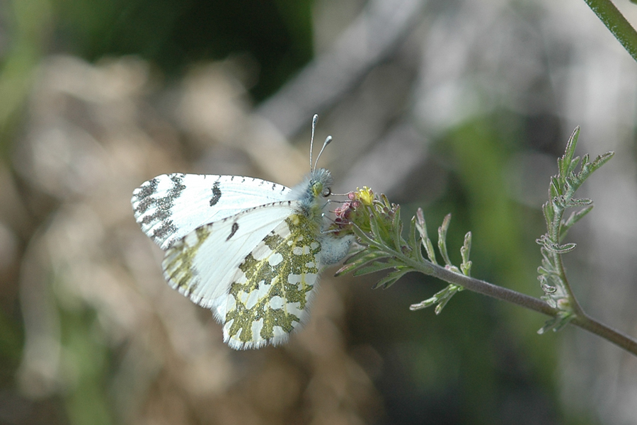 Pearly White - Euchloe hyantis near lotta