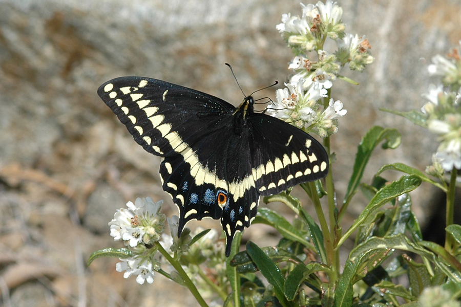 'Edwards' Indra Swallowtail - Papilio indra pergamus
