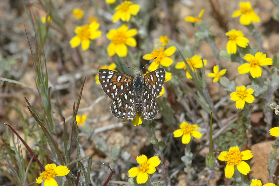 Apodemia virgulti mojavelimbus - Ord Mountains Metalmark