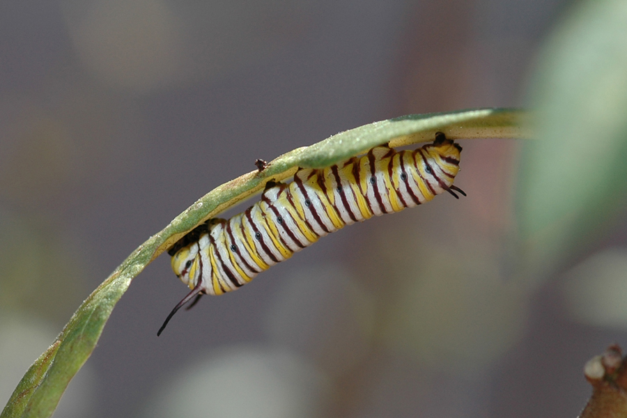 Larva of Danaus plexippus - Monarch