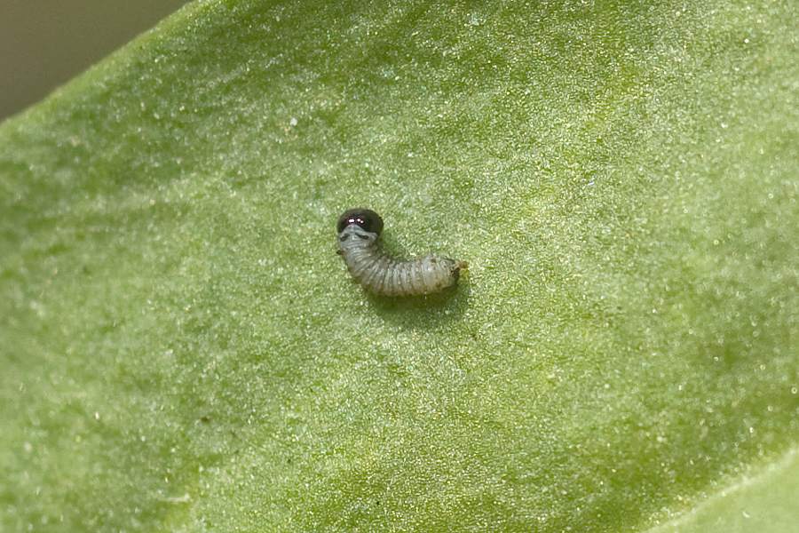 First instar larva of Danaus plexippus - Monarch butterfly