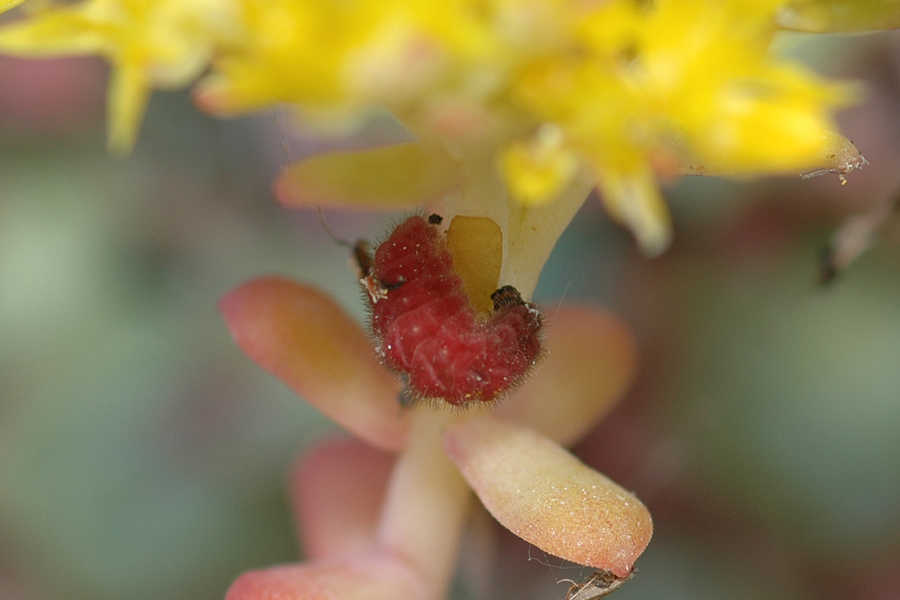 larva of Callophrys mossii hidakupa