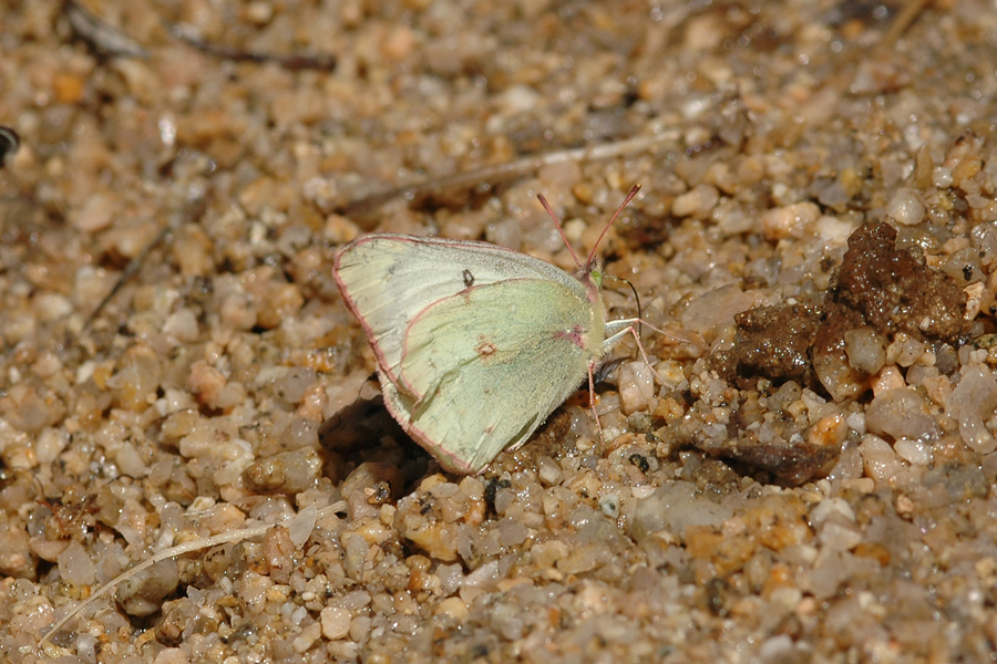 Orange Sulphur - Colias eurytheme