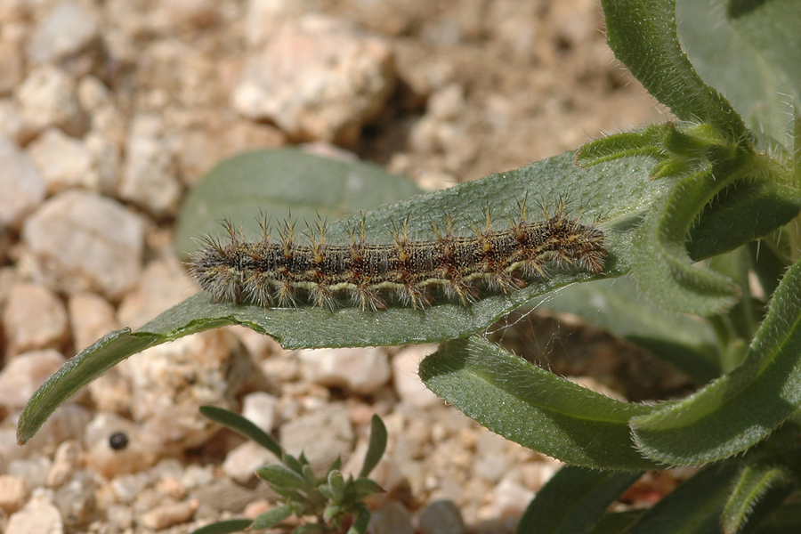 Caterpillar of Vanessa cardui - Painted Lady