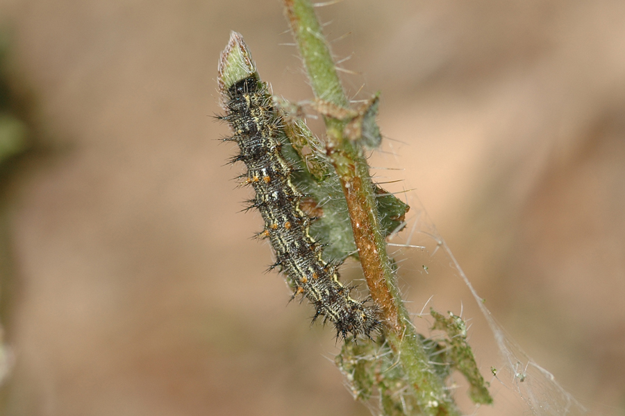 Vanessa cardui - Painted Lady larva
