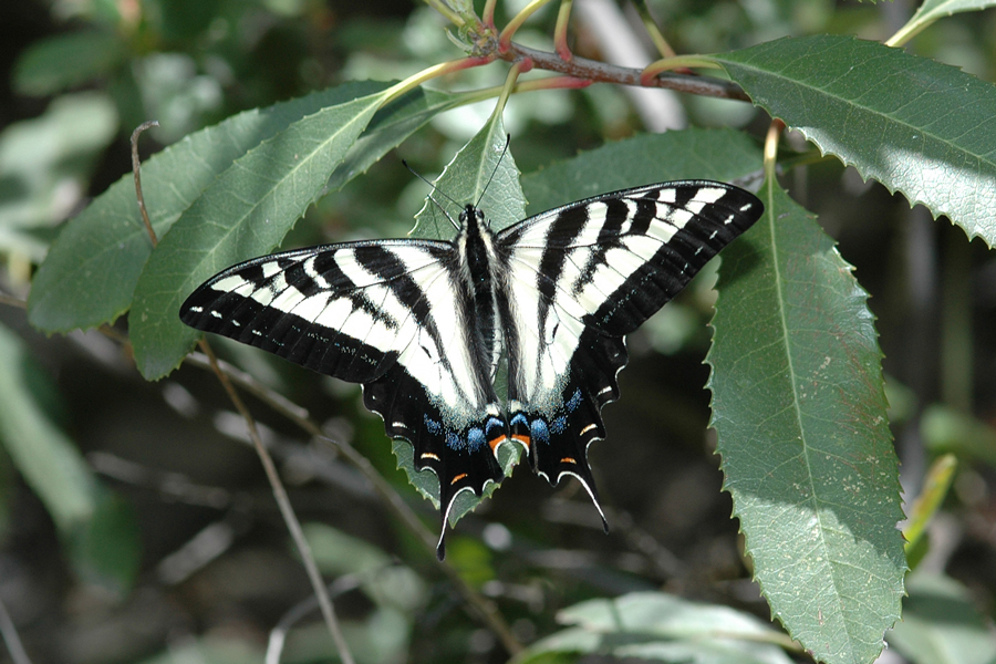 Pale Swallowtail - Papilio eurymedon