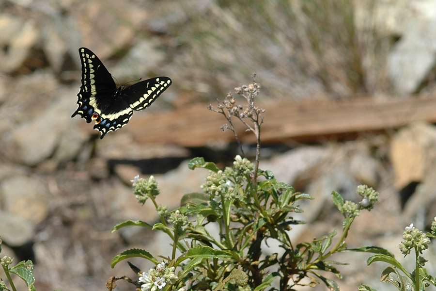 'Edwards' Indra Swallowtail - Papilio indra pergamus