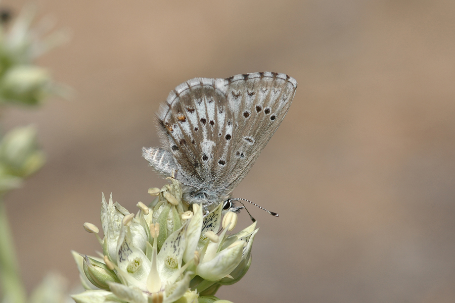 Arrowhead Blue - near sagittigera