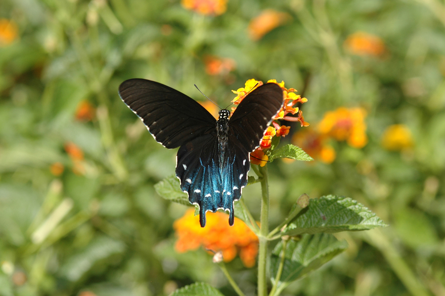 Pipevine Swallowtail - Battus philenor