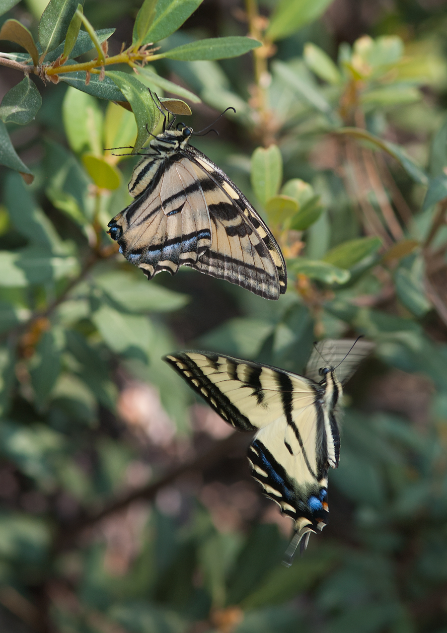 Papilio rutulus - Western Tiger Swallowtail