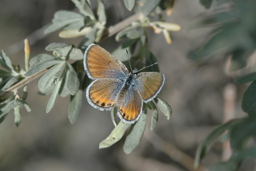 San Emigdio Blue - Plebulina emigdionis