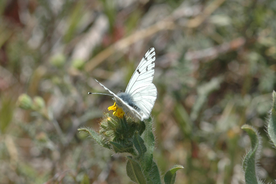 Spring White - Pontia sisymbrii