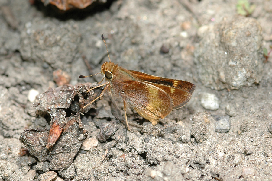 Poanes melane - Umber Skipper