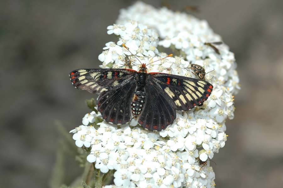 Euphydryas c. chalcedona - 'Chalcedon' Variable Checkerspot