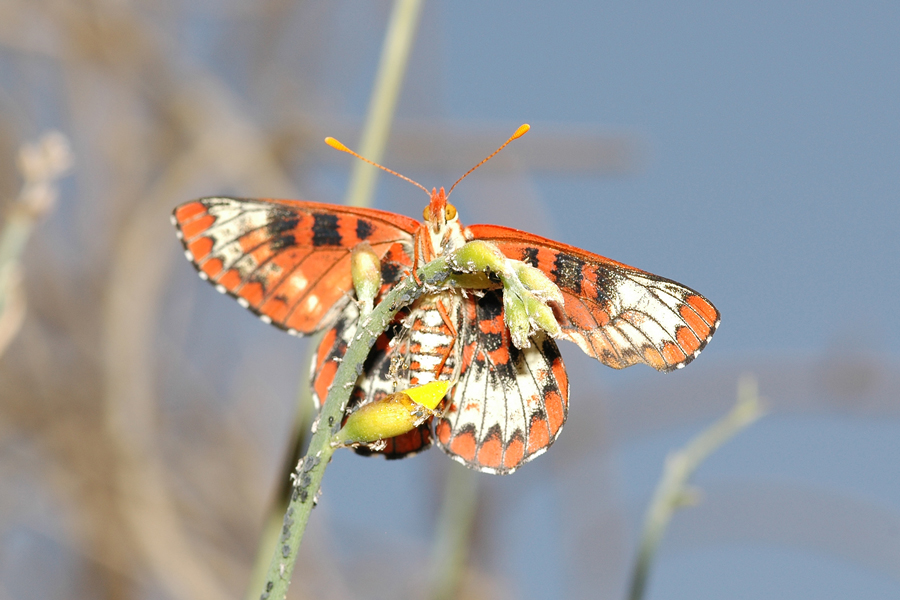 Euphydryas c. chalcedona - 'Chalcedon' Variable Checkerspot