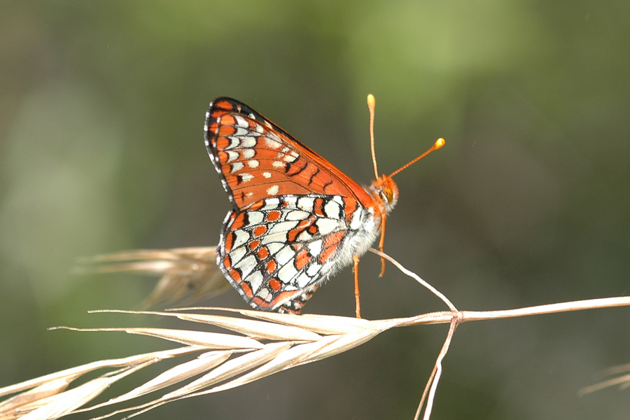 Euphydryas c. chalcedona - 'Chalcedon' Variable Checkerspot