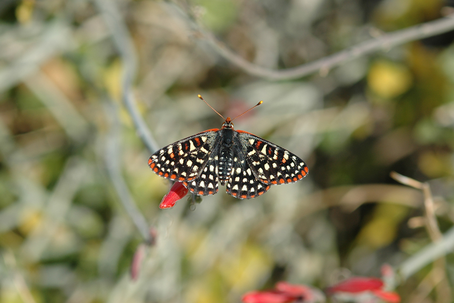Euphydryas chalcedona hennei - 'Henne's' Variable Checkerspot