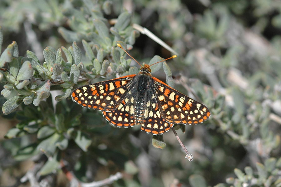 Euphydryas chalcedona hennei - 'Henne's' Variable Checkerspot