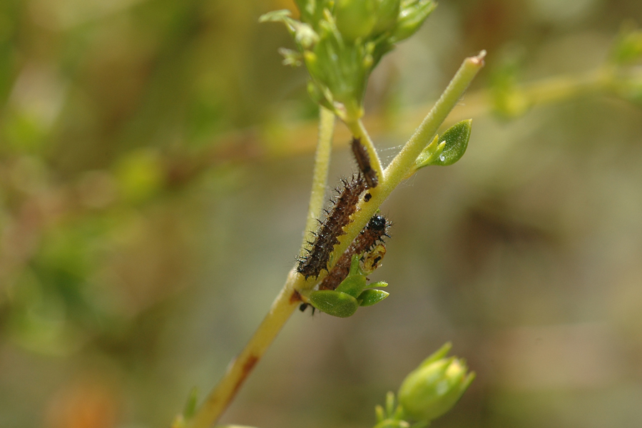 Euphydryas chalcedona hennei - 'Henne's' Variable Checkerspot larvae