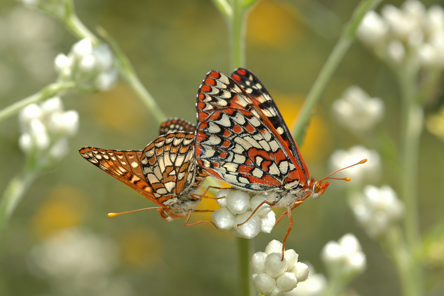 Euphydryas c. chalcedona - 'Chalcedon' Variable Checkerspot