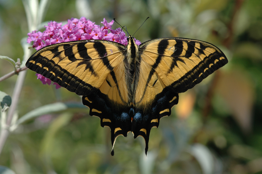 Western Tiger Swallowtail - Papilio rutulus