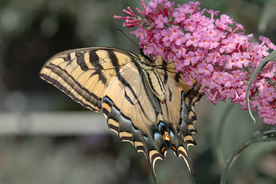 Western Tiger Swallowtail - Papilio rutulus