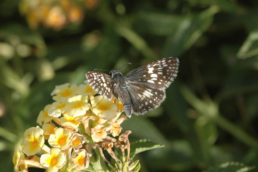 Pyrgus albescens - White Checkered-Skipper