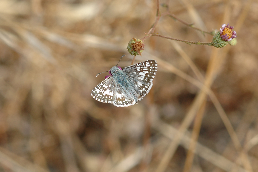 Pyrgus albescens - White Checkered-Skipper