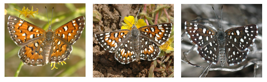 Three pictures of Apodemia mormo butterflies showing distinguishing characteristics