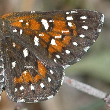 Photograph of butterfly wing with identified areas
