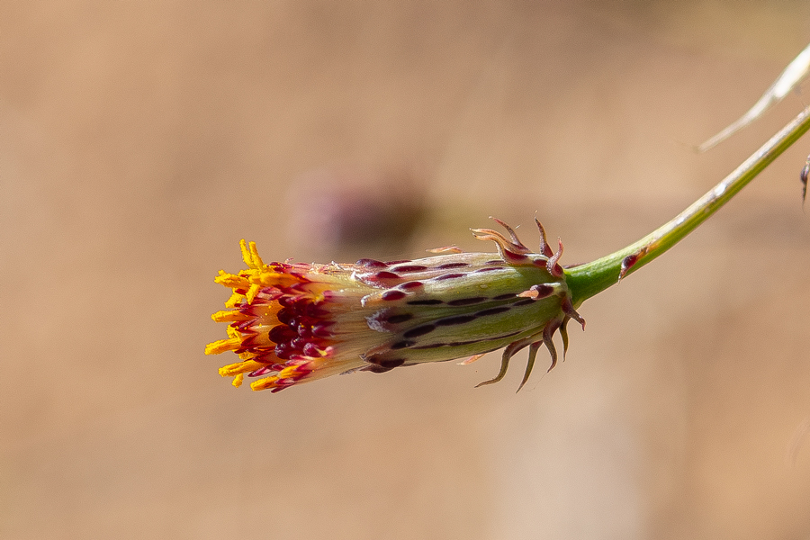 Adenophyllum porophylloides, San Felipe dogweed, a larval food plant of the Dainty Sulphur butterfly - Nathalis iole