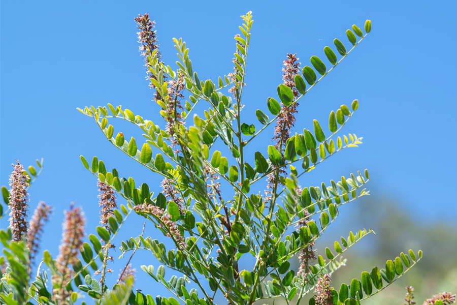 Amorpha californica, a larval food plant of Cecropterus indistinctus - Northern Cloudywing