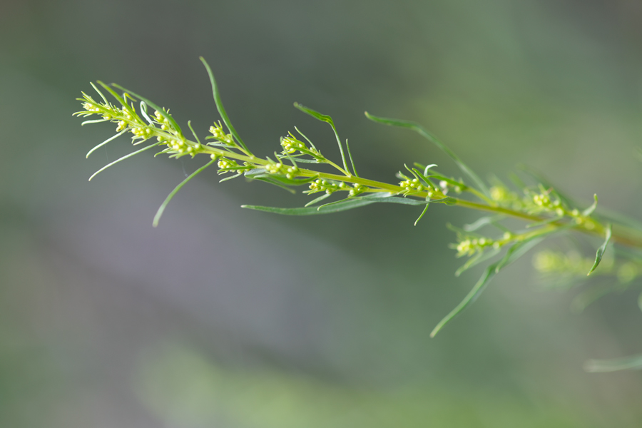 Artemisia dracunculus, food plant of Baird's Swallowtail - Papilio bairdii