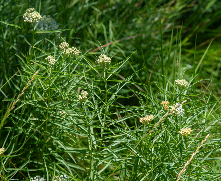 Asclepias fascicularis, larval food plant of the Monarch butterfly
