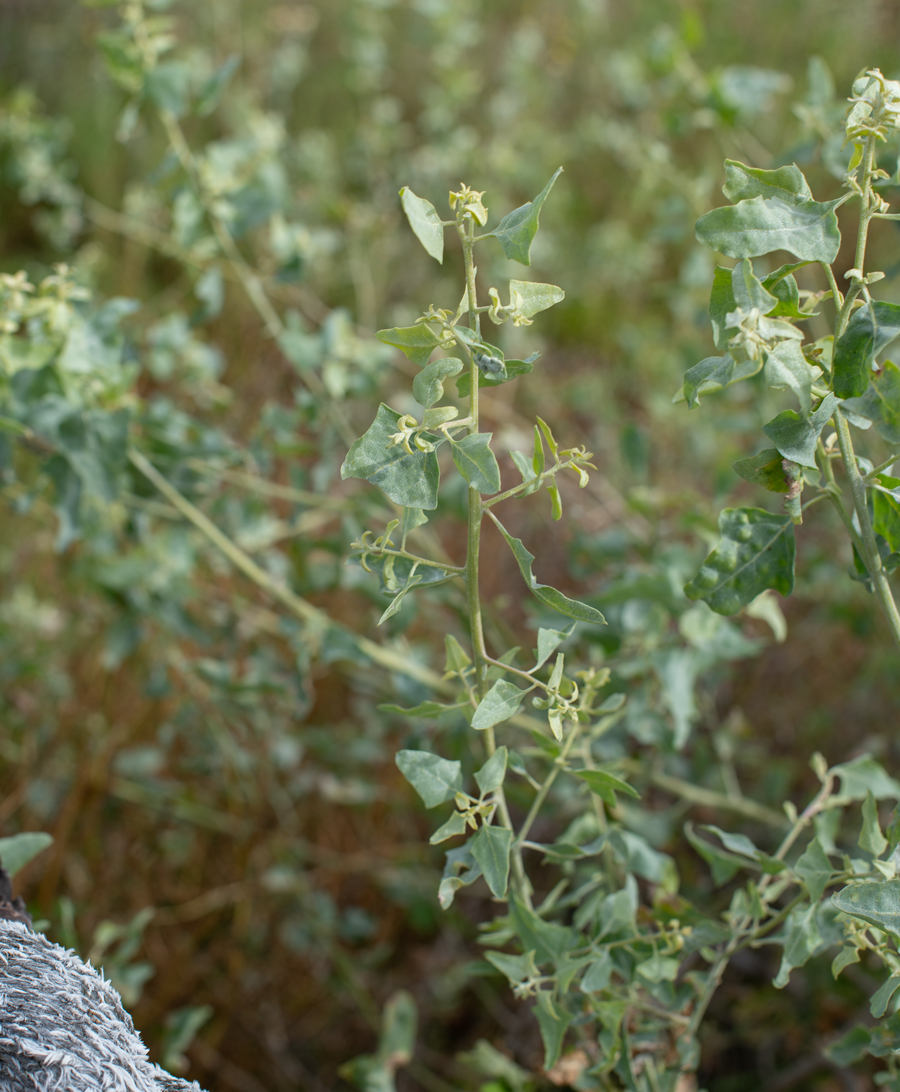 Atriplex lentiformis, or big saltbush, caterpillar food plant of Hesperopsis gracielae