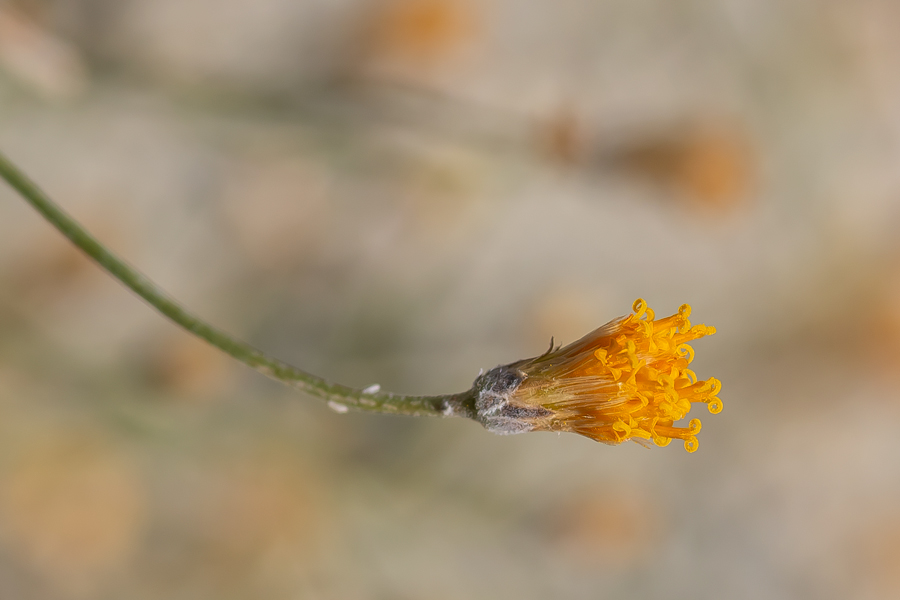 Bebbia juncea, sweetbush, larval food plant of Calephelis wrighti - Wright's Metalmark