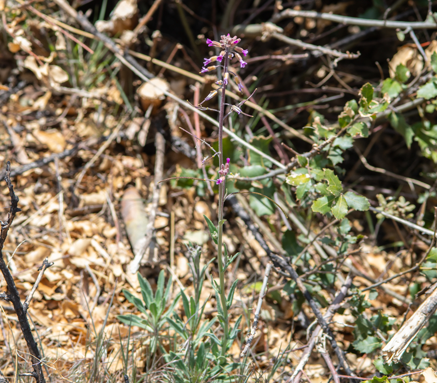 Boechera perennans - Nevada rockcress, a larval food plant of Anthocharis lanceolata desertolimbus