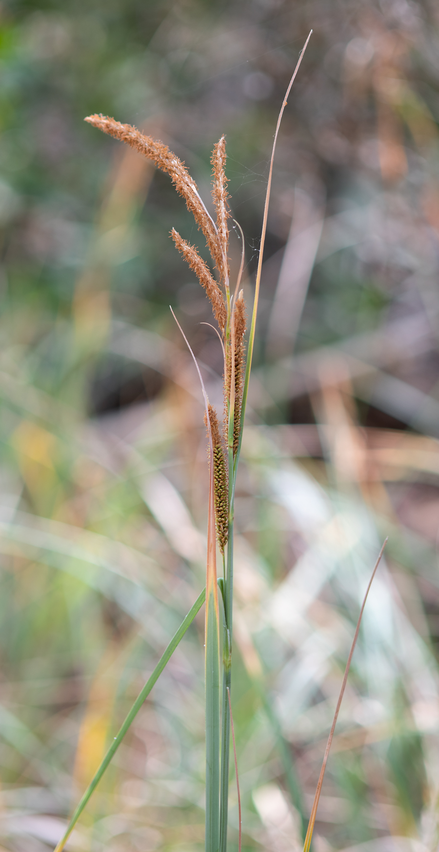 Photograph of San Diego sedge - Carex spissa