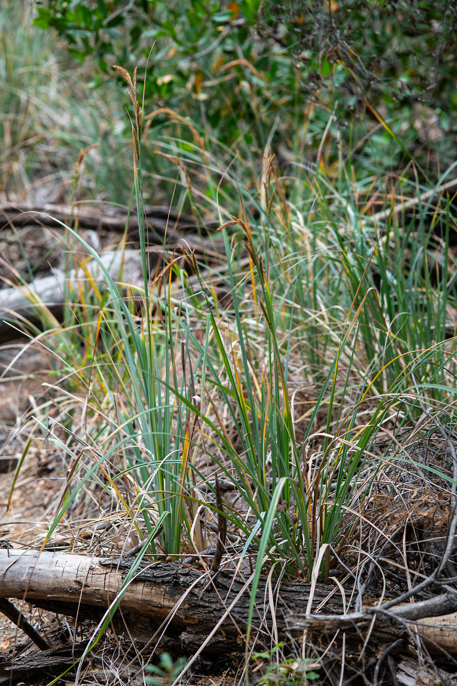 Photograph of San Diego sedge - Carex spissa