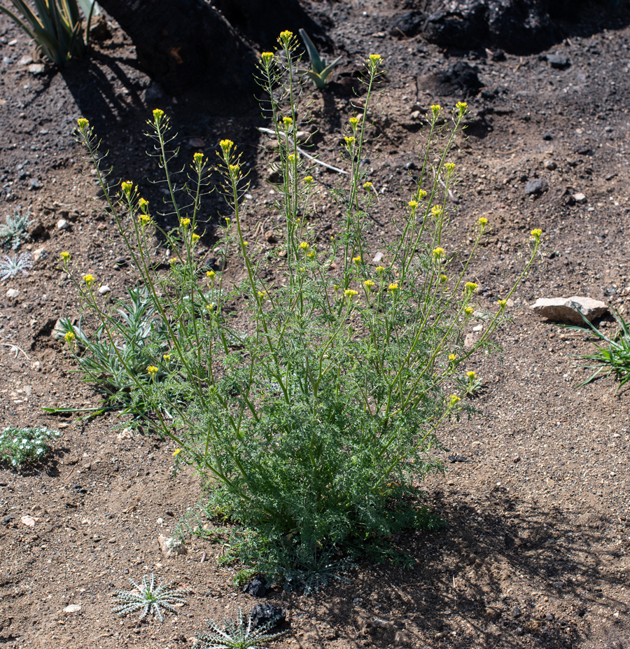 Descurainia pinnata, a larval food plant of Anthocharis cethura cethura - Desert Orangetip