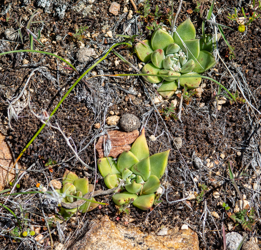 Dudleya abramsii, a food plant for the Sonoran blue butterfly from north of Big Bear Lake