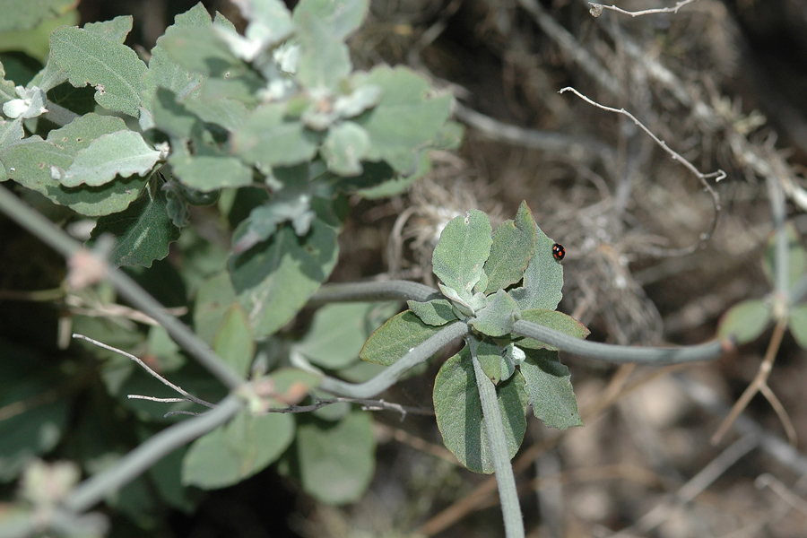 Eriogonum cinereum - Ashyleaf Buckwheat