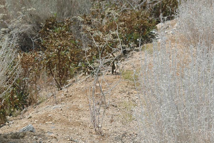 Eriogonum plumatella - Flat-top buckwheat