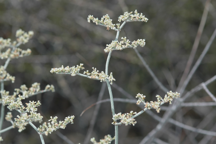 Eriogonum plumatella - Flat-top buckwheat