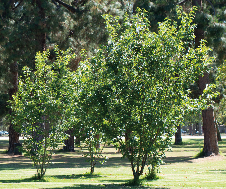 Arizona ash tree - Fraxinus velutina