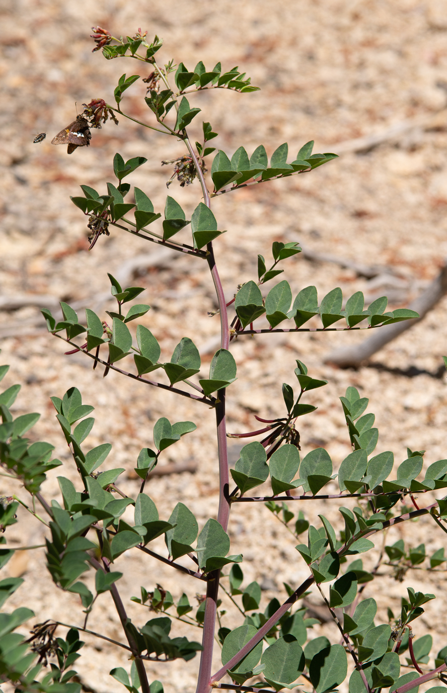 Hosackia crassifolia, a larval food plant of the northern cloudywing