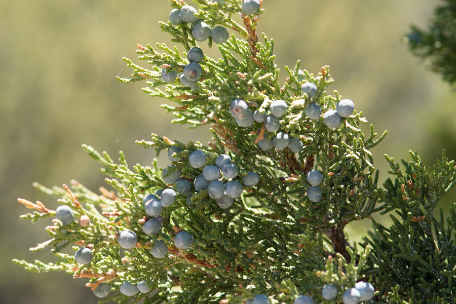 Western Juniper - Juniperus occidentalis from the eastern San Bernardino Mountains