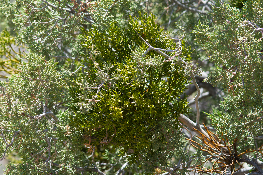 Phoradendron bolleanum - host plant of the Great Purple Hairstreak