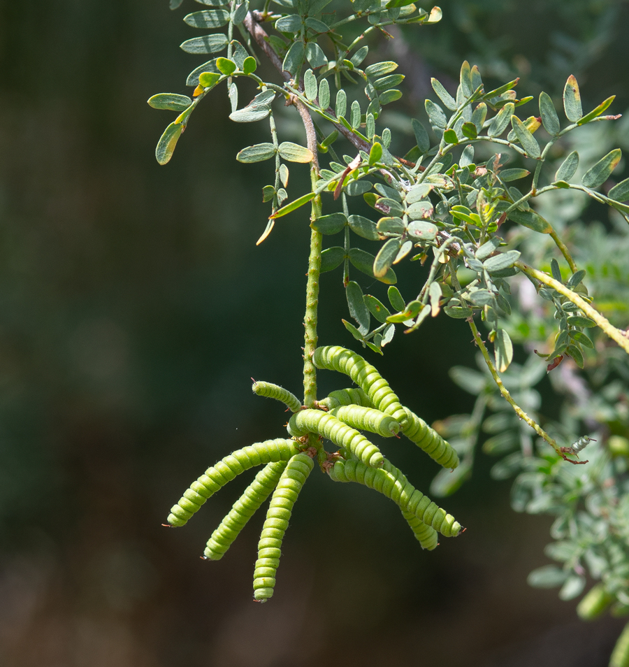 Fruit of Prosopis pubescens, larval food plant of Apodemia palmerii - Palmer's Metalmark caterpillar