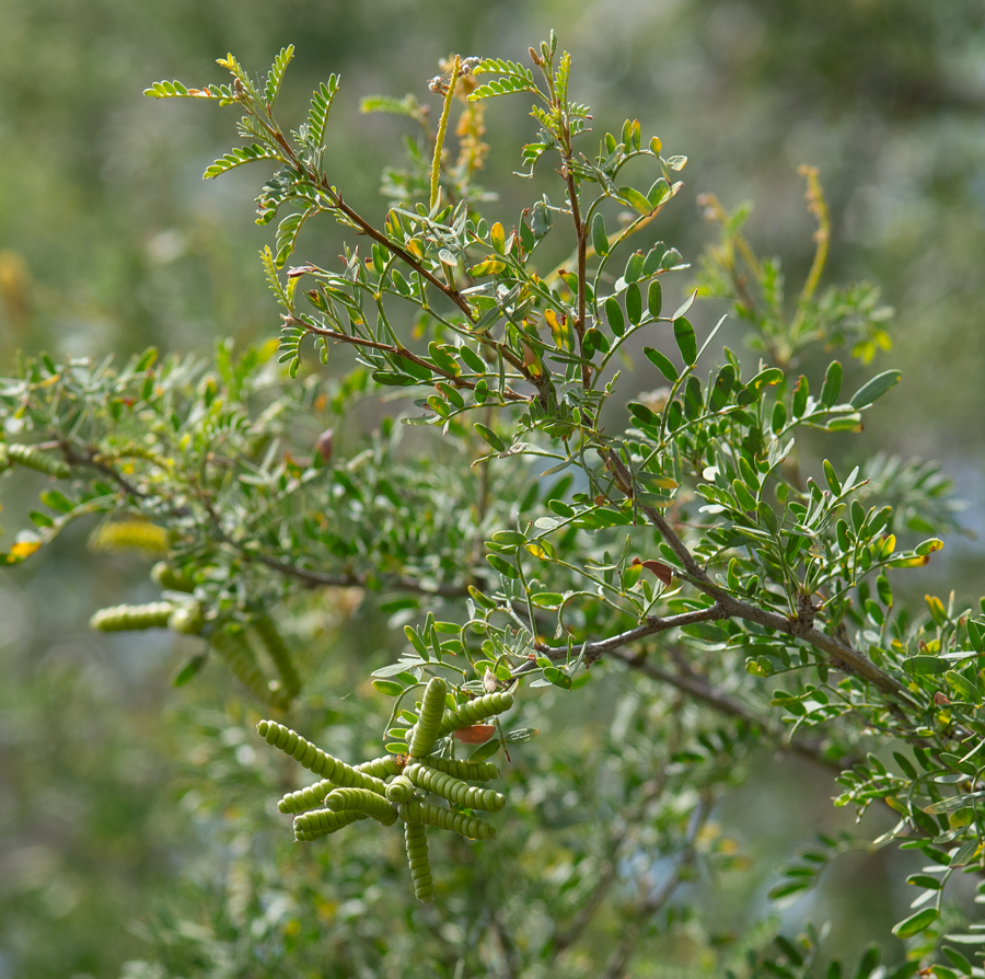 Prosopis pubescens, a larval food plant of Echinargus isola - Reakirt's Blue